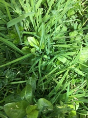 Alternanthera philoxeroides