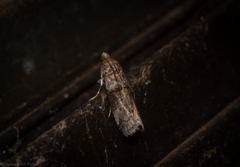 Conobathra hemichlaena