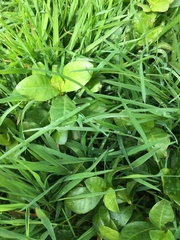 Alternanthera philoxeroides