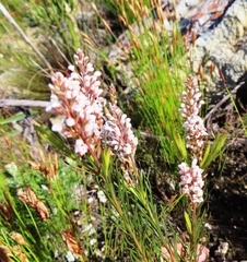 Spatalla racemosa