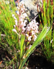 Spatalla racemosa