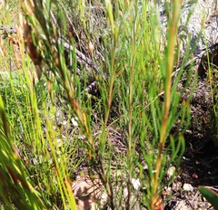 Spatalla racemosa