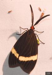 Pidorus