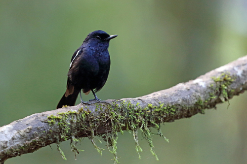 Madagascar Magpie-Robin