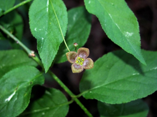 Warty-barked Spindle