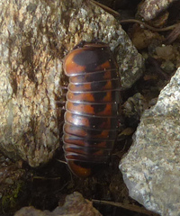 Glomeris oblongoguttata