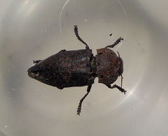 Capnodis
