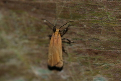 Lycomorphodes sordida