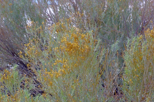 iNaturalist observation 2025-06-22