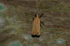 Lycomorphodes sordida