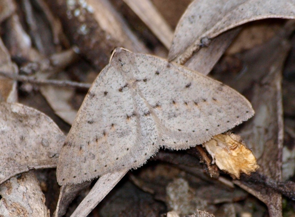 Taxeotis reserata