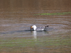 Larus armenicus