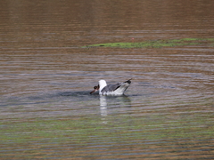 Larus armenicus