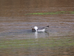 Larus armenicus