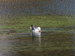 Larus armenicus