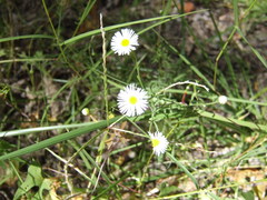 Erigeron neomexicanus