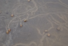 Amphibola crenata