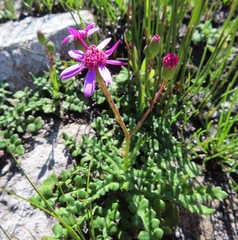 Senecio cymbalarifolius