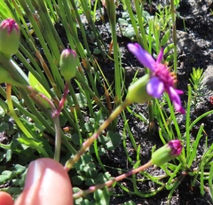 Senecio cymbalarifolius