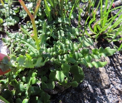 Senecio cymbalarifolius