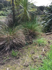 Alternanthera philoxeroides