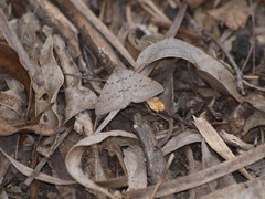 Taxeotis reserata