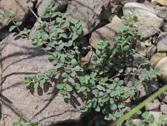 Euphorbia cinerascens