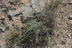 Euphorbia cinerascens