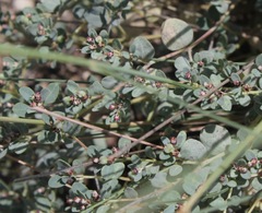 Euphorbia cinerascens