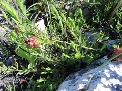 Liparia splendens comantha