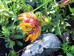 Liparia splendens comantha