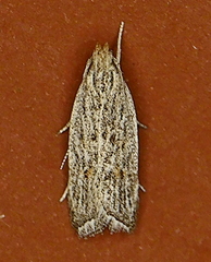 Helcystogramma chambersella