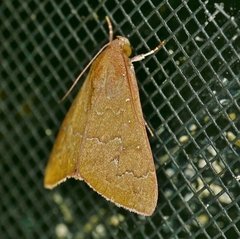 Anomis illita