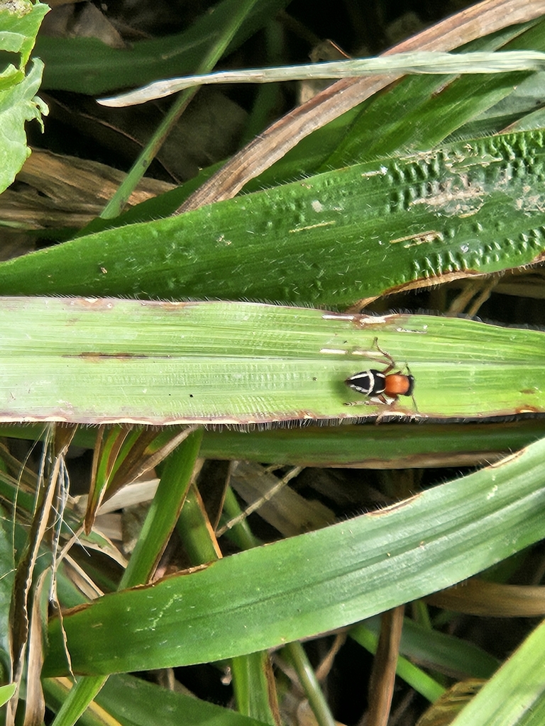 Timulla centroamericana