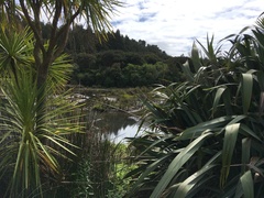 Alternanthera philoxeroides