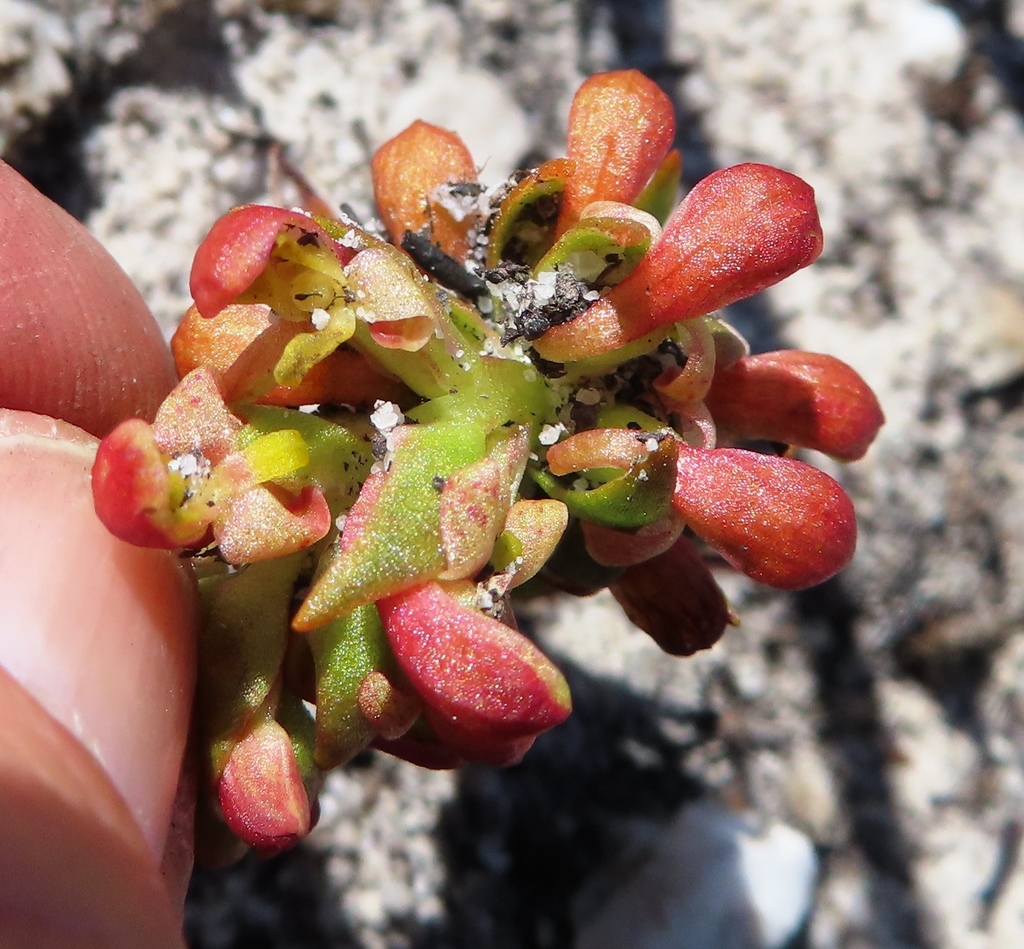 Disa pygmaea