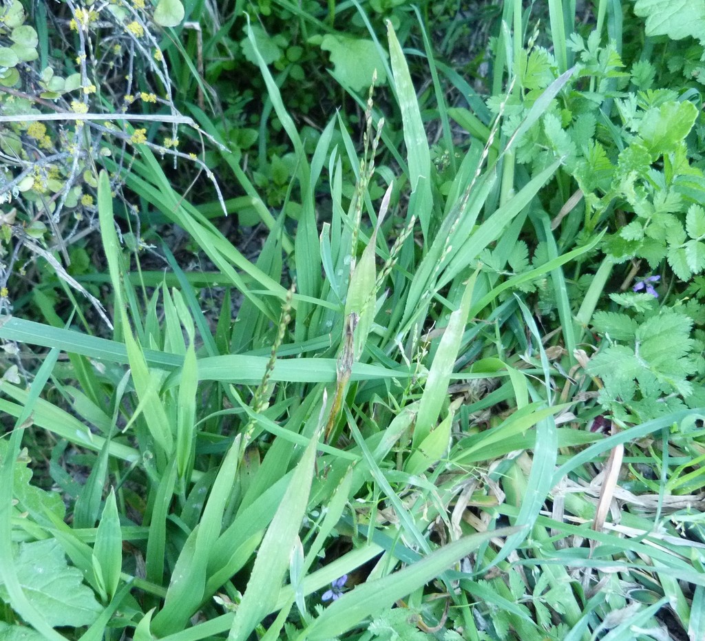 panic veldtgrass from Sumner, Christchurch 8081, New Zealand on October ...