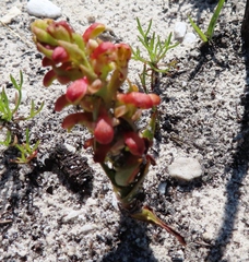 Disa pygmaea