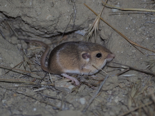 San Joaquin Pocket Mouse