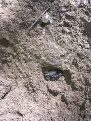 Bothriurus chilensis