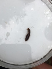 Erpobdellidae