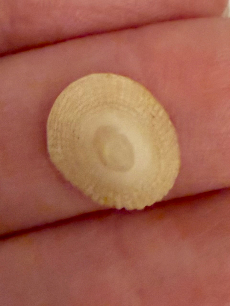Hipponix grayanus