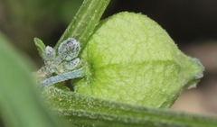 Physalis solanacea