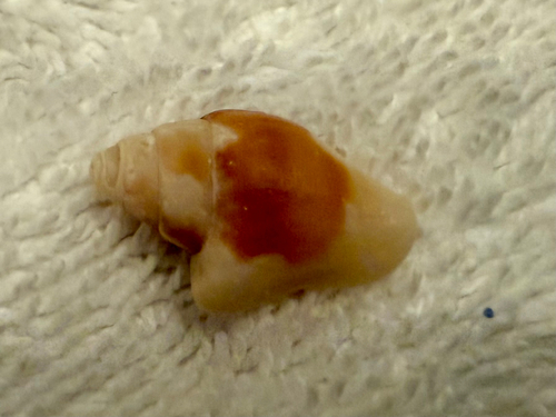 Columbella haemastoma observed 2025-06-04