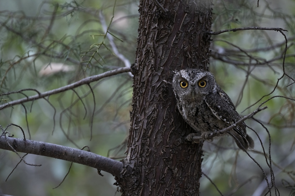 Whiskered Screech-Owl (Megascops trichopsis) photo