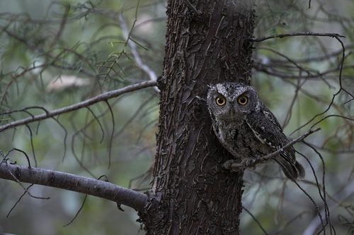 Whiskered Screech-Owl
