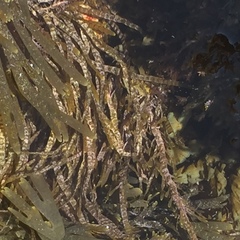Dictyota kunthii