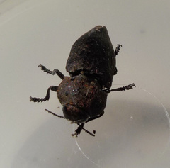 Capnodis