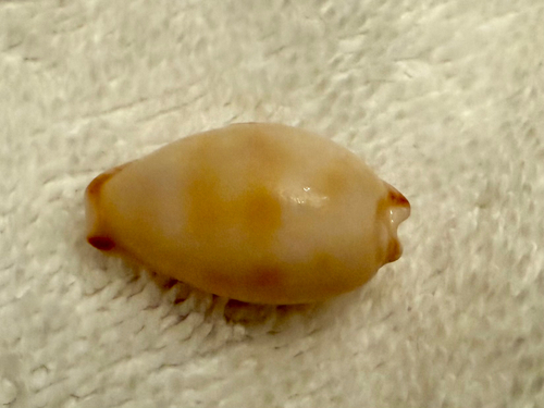 Cypraea nigropunctata, 2025-06-04