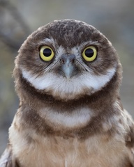Burrowing Owl photo 6